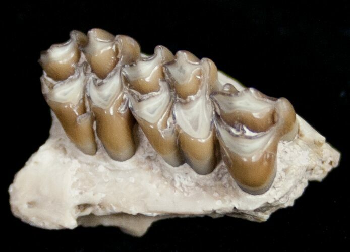Oligocene Ruminant (Leptomeryx) Jaw Section #10556